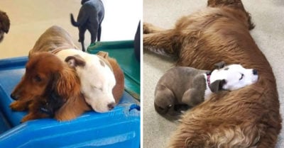 Cachorra se hace amiga de los perros más suaves para dormir sobre ellos
