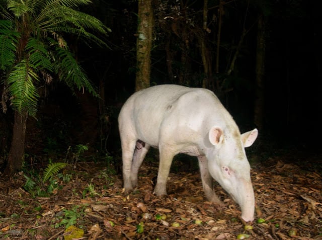 Tapir albino