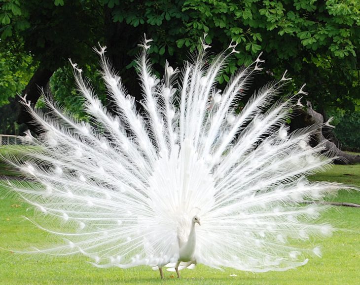 Pavo real albino