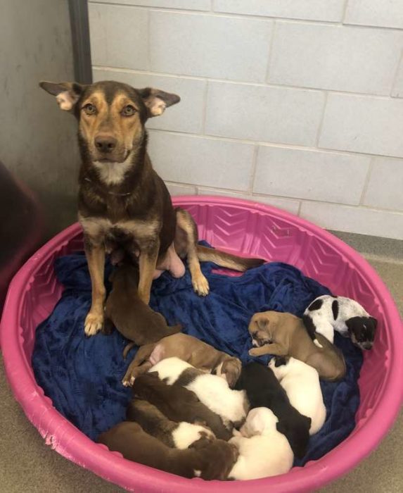 Perra con sus cachorritos en albergue