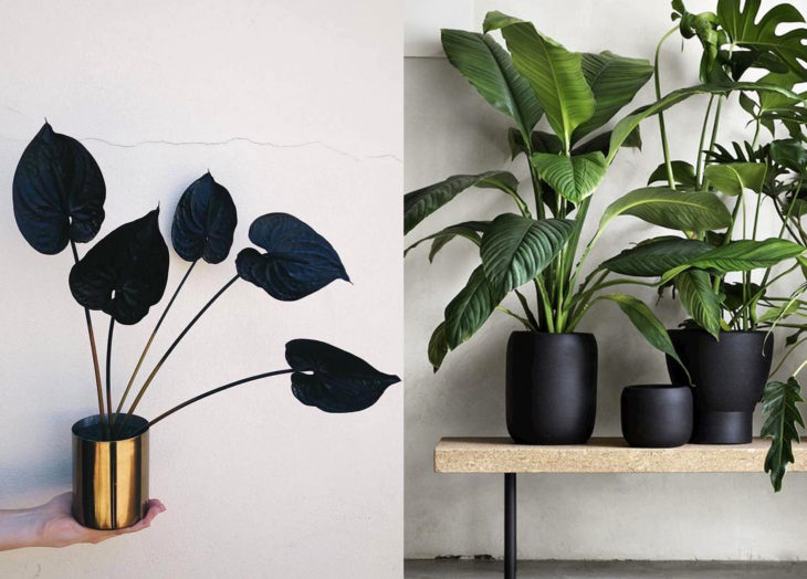 Decoración negra para tu casa; plantas y macetas