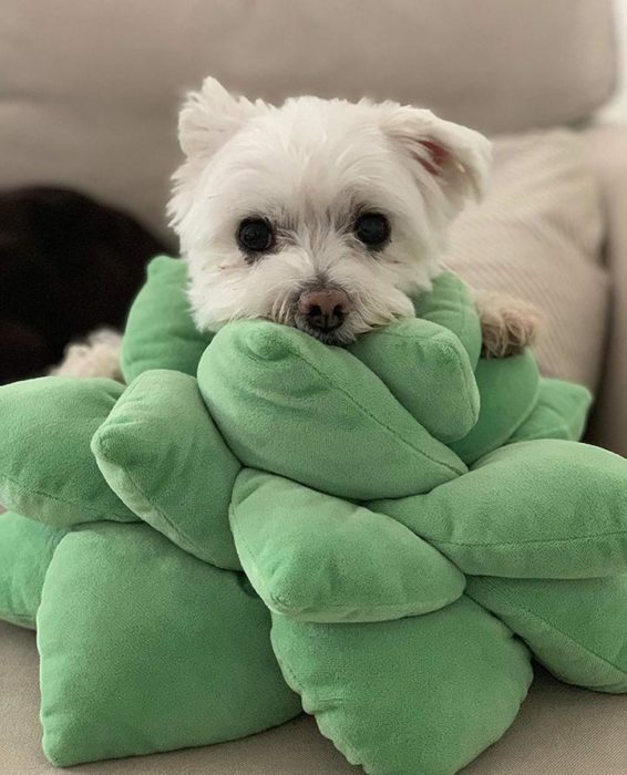 Cojín de suculenta con un perrito acostado