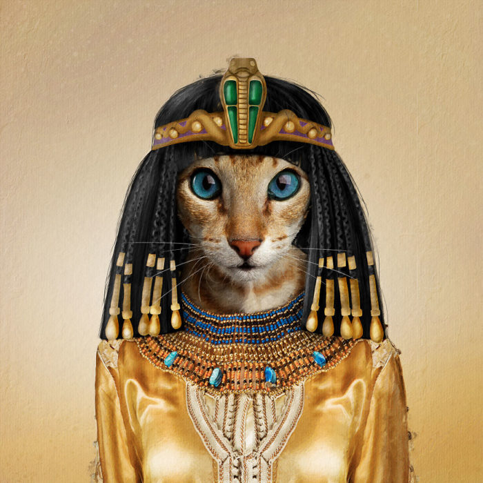 Gatita mestiza vestida como Cleopatra