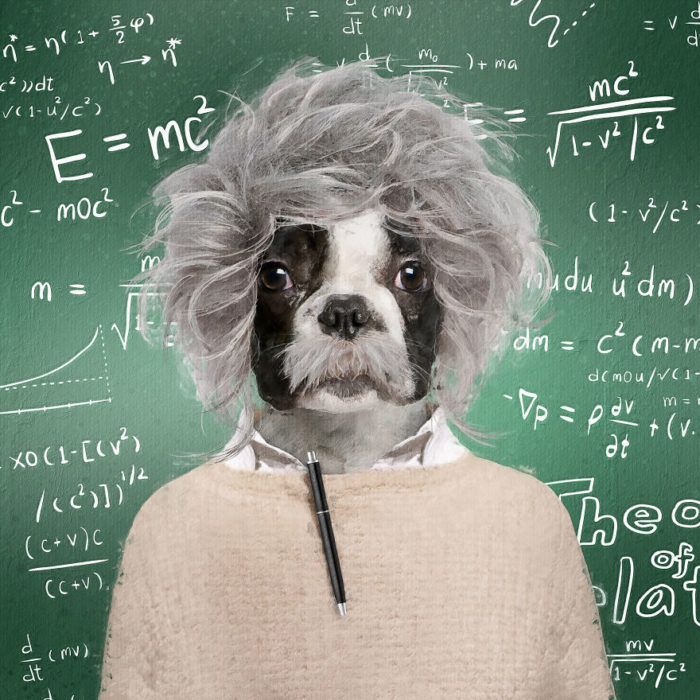 Perrito vestido como Albert Einstein 