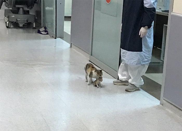 Gata lleva a su cría al hospital para que lo atiendan