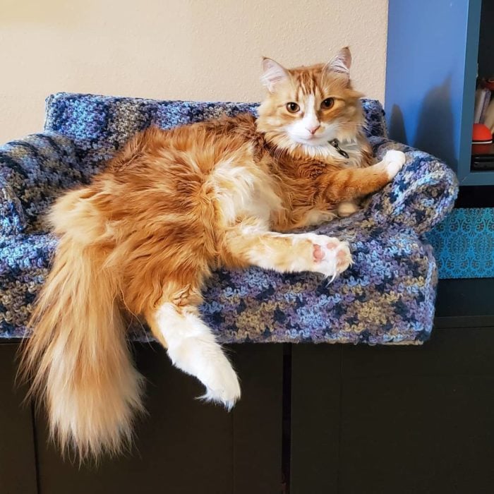 Gato pelo largo anaranjado acostado en sillón azul