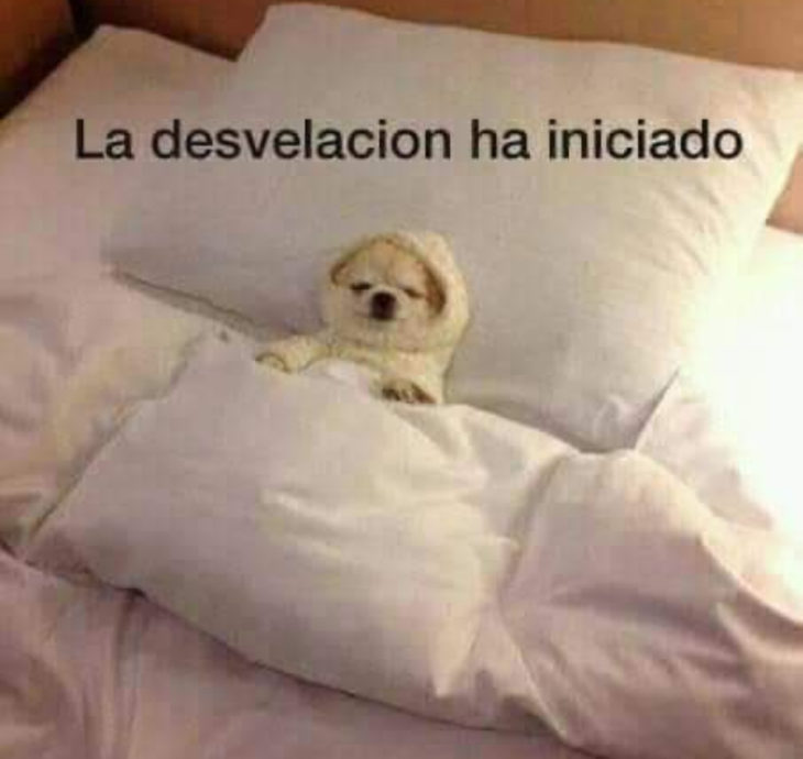 Memes de insomnio en la cuarentena; Perro intentando dormir