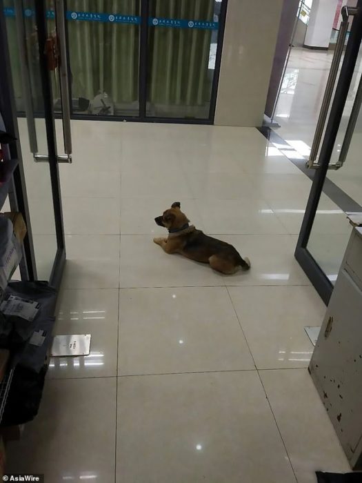 Xiao Bao perrito espera a su dueño