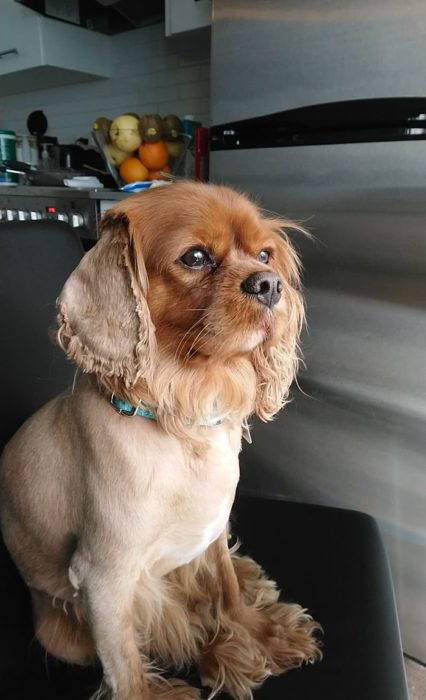 Dueños cortaron mal el pelo de sus perros durante la cuarentena