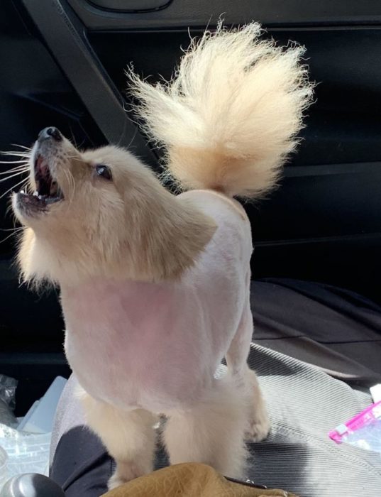 Dueños cortaron mal el pelo de sus perros durante la cuarentena