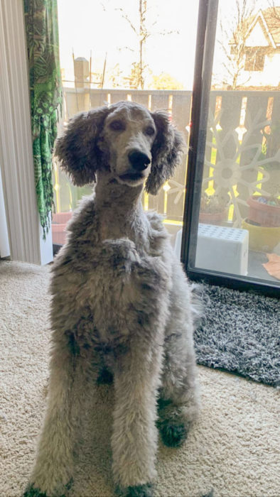 Dueños cortaron mal el pelo de sus perros durante la cuarentena