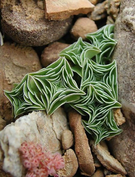 Suculenta del tipo Gentiana Urnula 