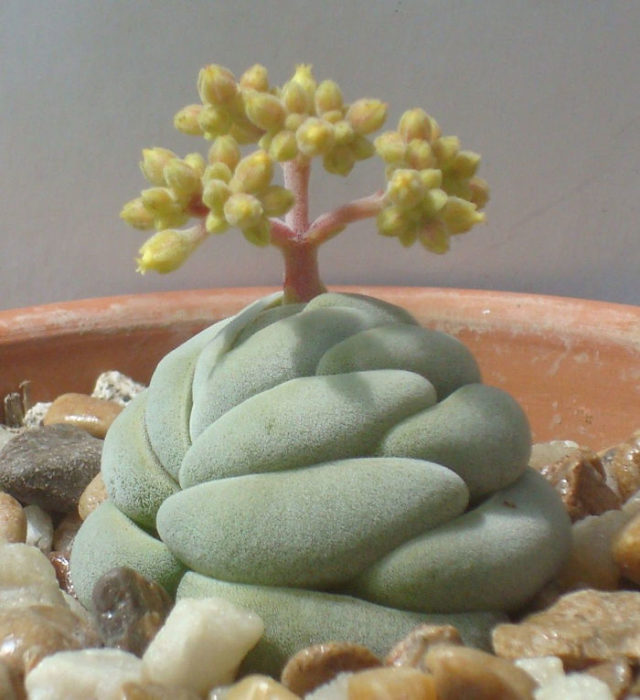 Suculenta de tipo árbol de bonsai 