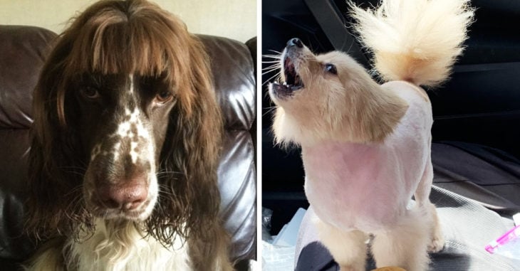 13 Personas cortaron el pelo a sus perros y fallaron graciosamente