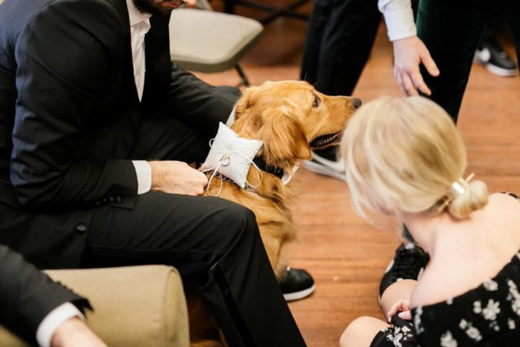 Perro labrador retriever con un par de argollas de matrimonio atadas al cuello