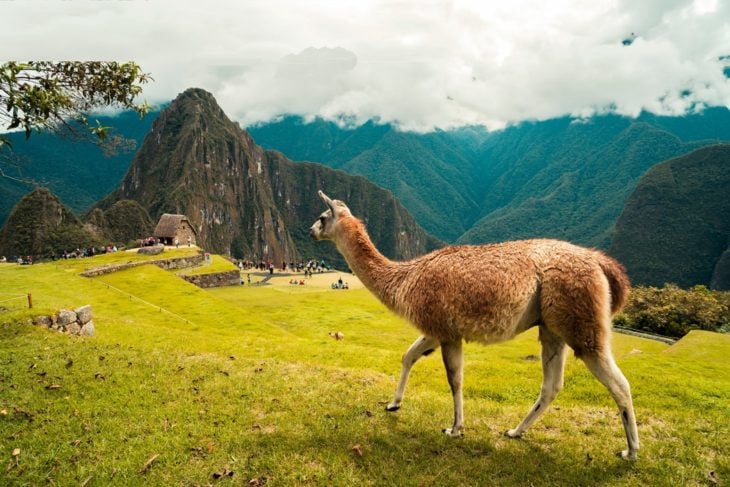 Llama en Machu Picchu, Perú