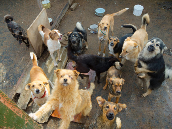 Perros callejeros dentro de un refugio animal 