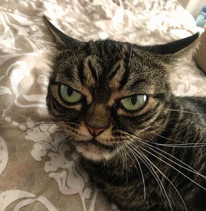 Kitzia grumpy cat