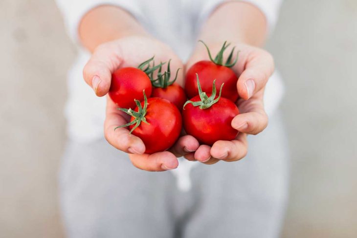 Manos de mujer sosteniendo tomates