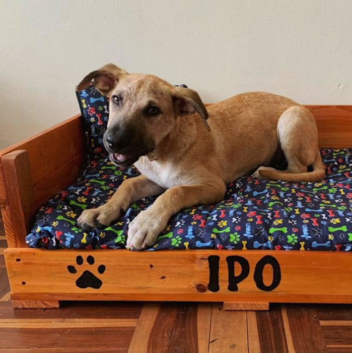 Perrito durmiendo en una cama hecha con palets y esponjas 