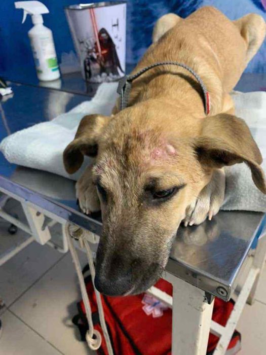 Perrito sobre la mesa de un veterinario esperando por su tratamiento 