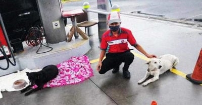 Empleado de gasolinera arropa a perritoss sin hogar durante la lluvia