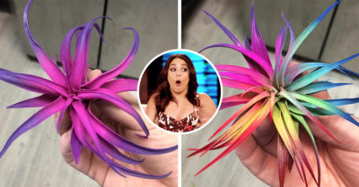 Estas plantas de aire arcoíris darán a tu hogar un toque de color y buena vibra