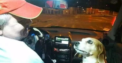 Esta perrita acompaña todas las noches a su dueño taxista