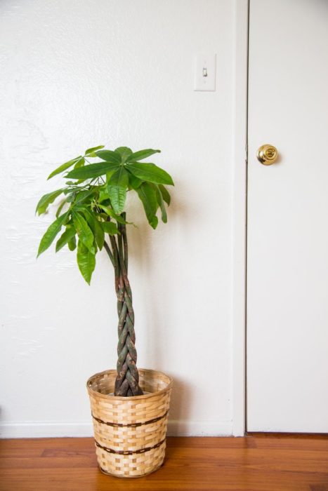 Maceta con árbol de la abundancia