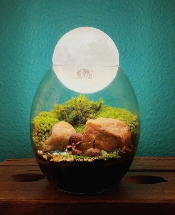 Mini-Ökosystem im Glasbehälter