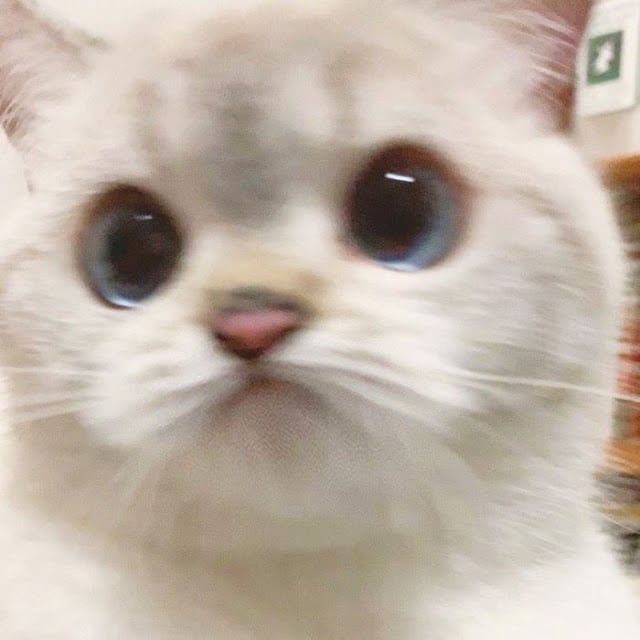 Nana, la gatita con las expresiones más lindas del mundo
