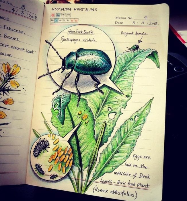 Dibujo de un escarabajo verde realizado por Jo Brown con lapices de colores