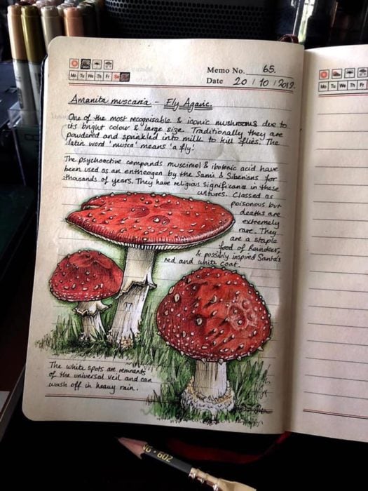 Dibujos de hongos rojos realizado por Jo Brown con lapices de colores