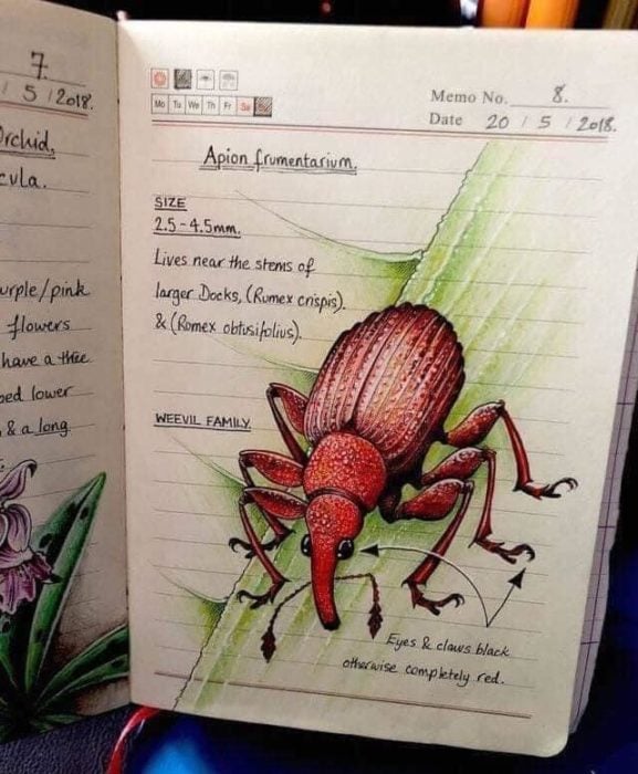 Dibujo de un escarabajo rojo realizado por Jo Brown con lapices de colores