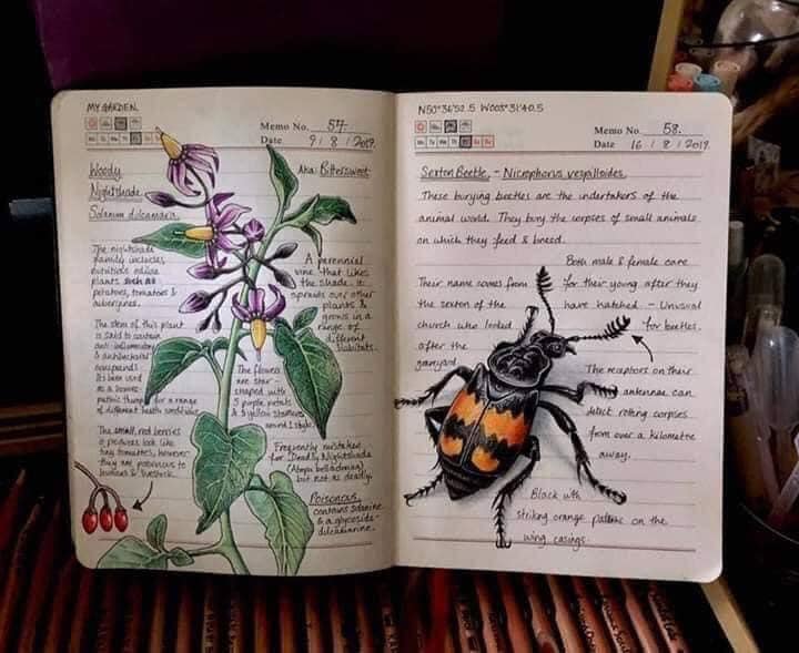 Dibujo de una abeja realizado por Jo Brown con lapices de colores