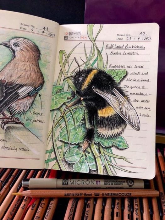 Dibujo de un abejorro realizado por Jo Brown con lapices de colores