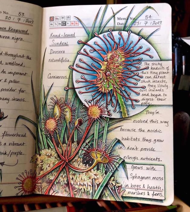 Dibujo d euan bacteria amarilla realizado por Jo Brown con lapices de colores