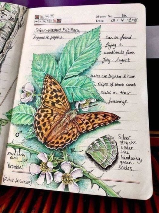 Dibujo de una mariposa monarca realizado por Jo Brown con lapices de colores