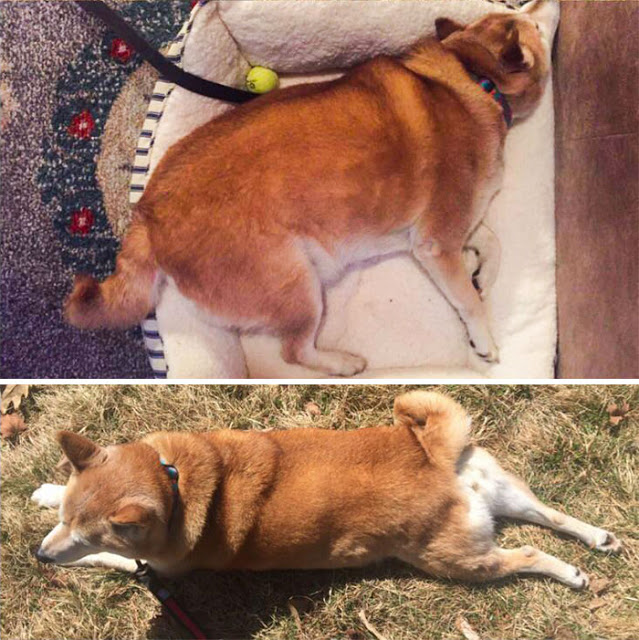 Perros pierden peso