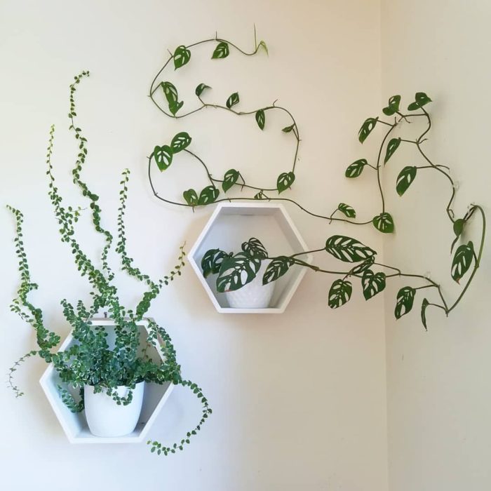 Planta enredadera decorando pared