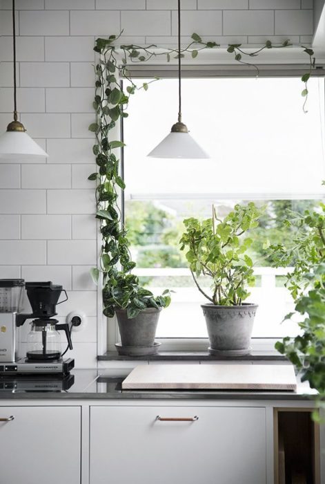 Planta enredadera decorando la ventana de una cocina