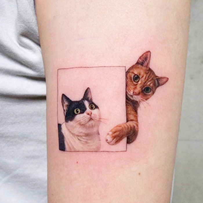 Tatuajes de gatos; tatuaje en el brazo de felinos anaranjado y negro con blanco