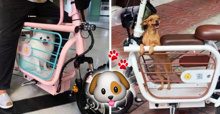 Esta motoneta para transportar a tu mascota es lo más tierno que verás hoy