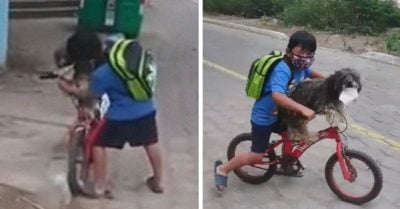 Niño pone cubrebocas a su perrito para ir a la tienda y que no se contagie