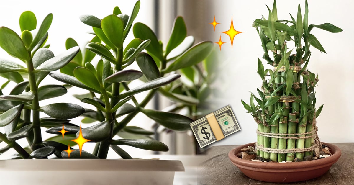 9 Plantas que atraen abundancia, prosperidad y suerte