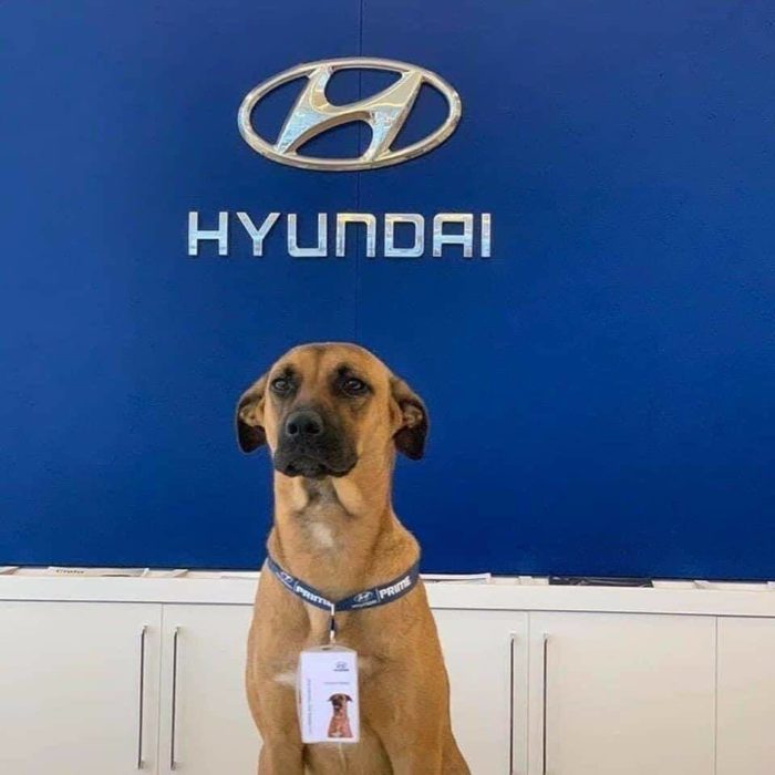 Perrito dentro de una agencia de autos Hyundadi portando un gafete de empleado