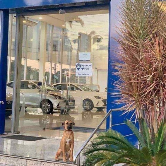 Perrito callejero sentado fuera de una agencia de autos Hyundai
