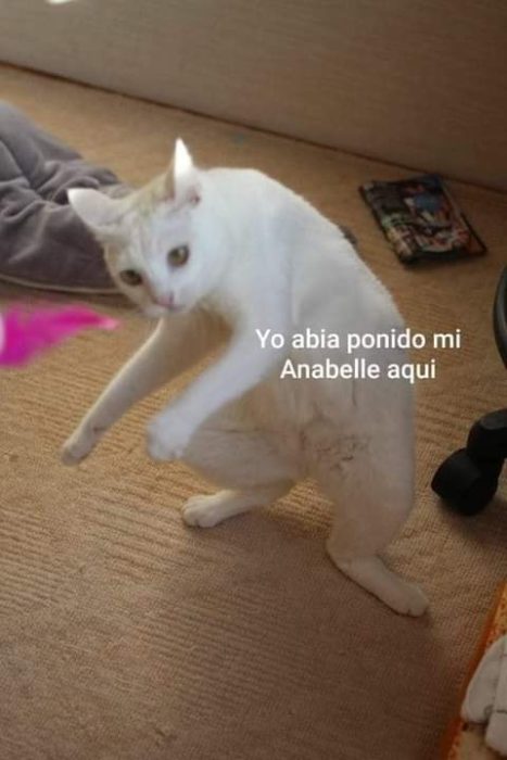 memes nos dejó desaparición muñeca conjuro Annabelle