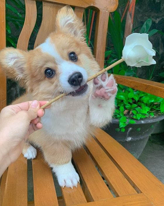 Baby, cachorro corgi con una rosa