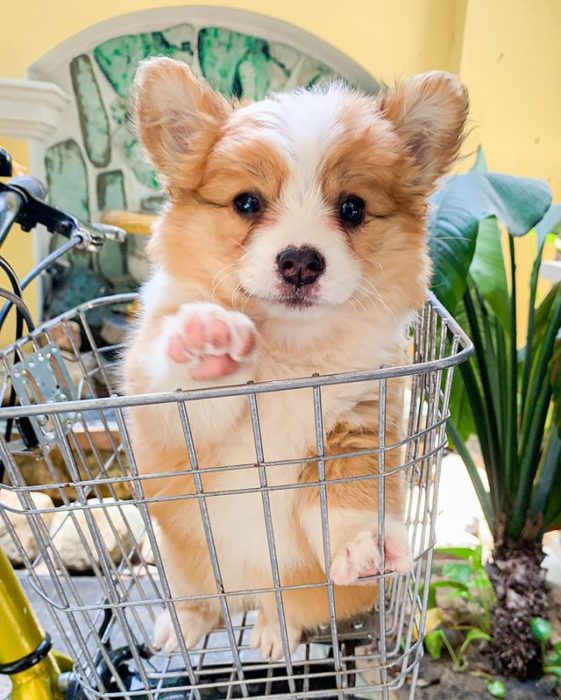 Baby, cachorro corgi